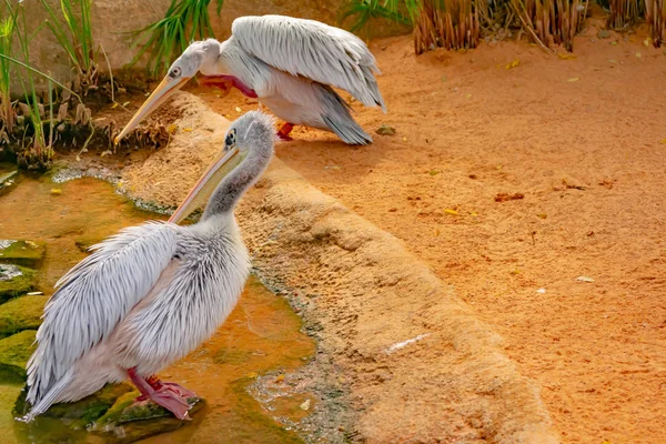 Pink Pelican Very Characteristic Aquatic African Bird — Stock Photo, Image