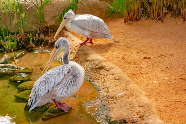 Pink Pelican Mycket Karakteristisk Akvatisk Afrikansk Fågel — Stockfoto