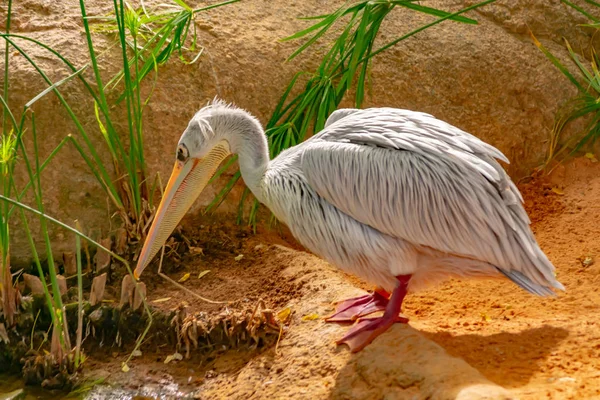 Pink Pelican Pássaro Africano Aquático Muito Característico — Fotografia de Stock