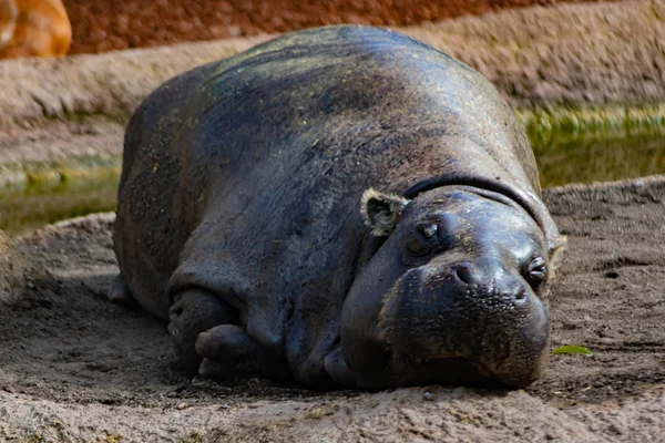 Pygmy Hippopotamus Originating Equatorial Forests — Stock Photo, Image