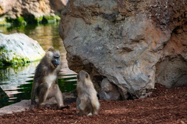 Dril Primata Que Vive Nas Florestas Equatoriais — Fotografia de Stock