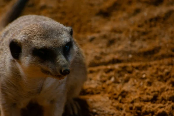 Meerkat Est Une Sorte Mangouste Aux Coutumes Sociales — Photo