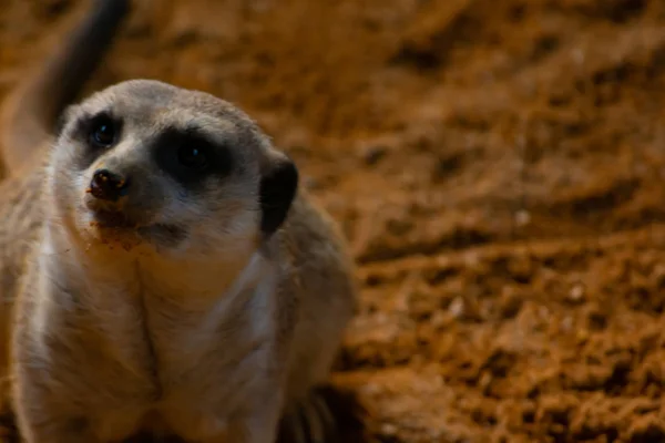 Meerkat Est Une Sorte Mangouste Aux Coutumes Sociales — Photo