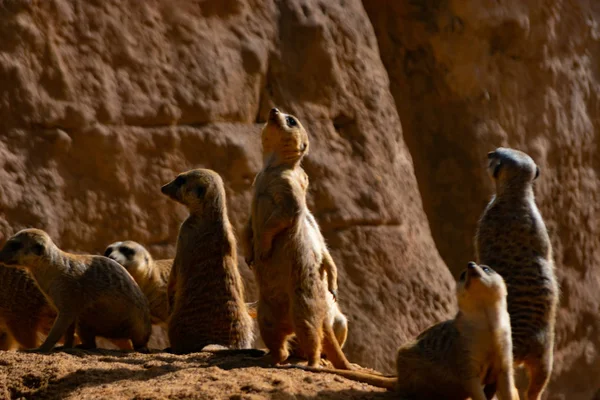 Meerkat Uma Espécie Mangusto Com Costumes Sociais — Fotografia de Stock