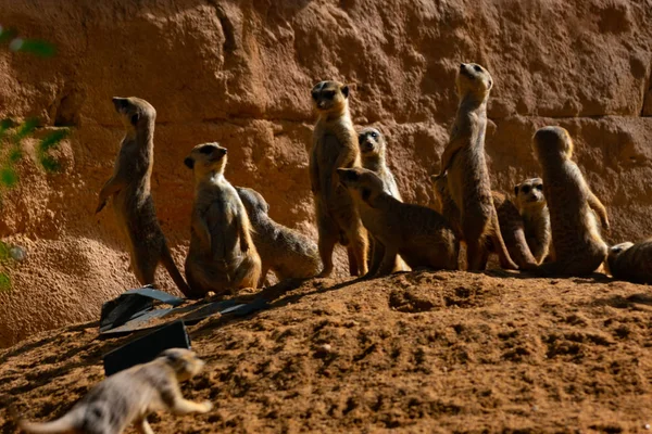 Meerkat Uma Espécie Mangusto Com Costumes Sociais — Fotografia de Stock