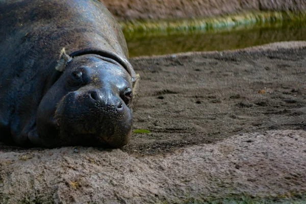 pigme hipopotam, Ekvator ormanlarından geliyor. 