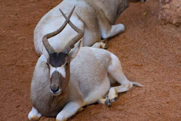 Addax Antilope Africano Sabana Fotos De Stock