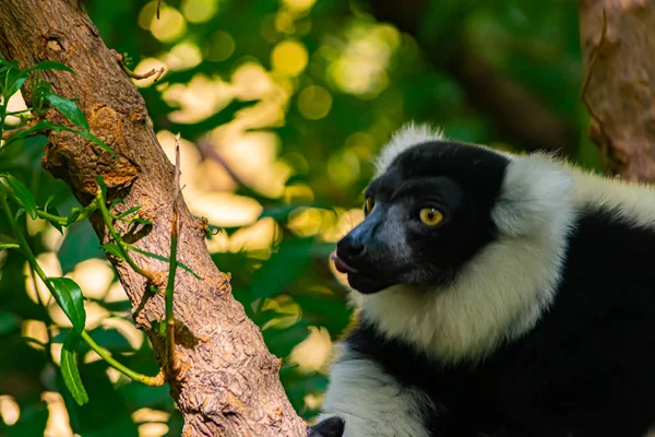 Vari Alb Negru Este Tip Lemur Originar Din Insula Madagascar Imagine de stoc