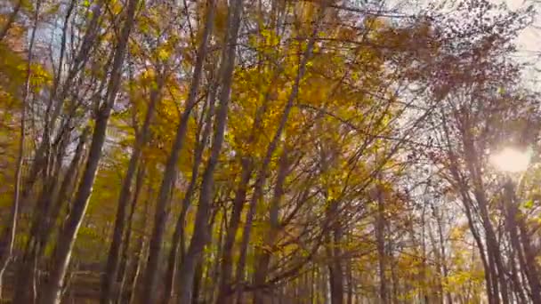 Paisaje Tranquilo Del Bosque Otoñal Hojas Amarillas Naranjas Las Montañas — Vídeos de Stock