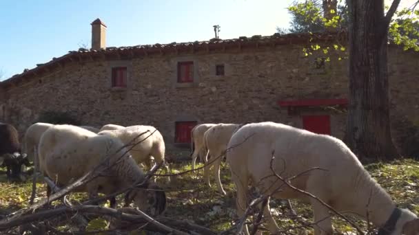 High Mountain Farm Animals Sheeps Goats Eating Forest — Stock Video