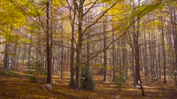 Γαλήνιο Φθινοπωρινό Δασικό Τοπίο Κίτρινα Και Πορτοκαλί Φύλλα Στα Βουνά — Αρχείο Βίντεο