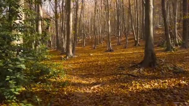 Γαλήνιο Φθινοπωρινό Δασικό Τοπίο Κίτρινα Και Πορτοκαλί Φύλλα Στα Βουνά — Αρχείο Βίντεο