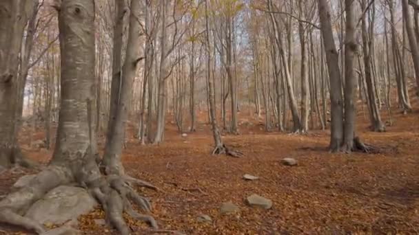 Paysage paisible de la forêt d'automne de feuilles jaunes et orange dans les montagnes .