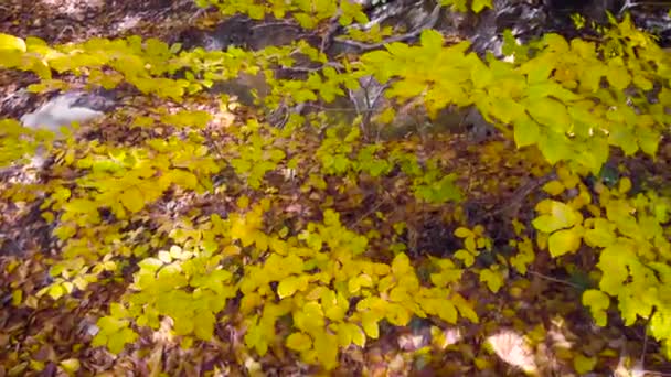 Lugnt Höstlandskap Med Gula Och Orange Löv Fjällen — Stockvideo