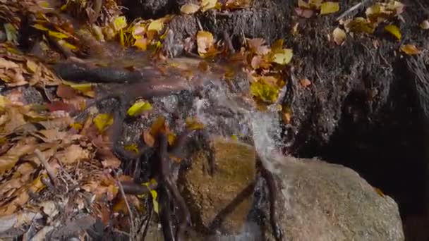 Pokojowa Jesienna Sceneria Leśna Żółtych Pomarańczowych Liści Górach — Wideo stockowe