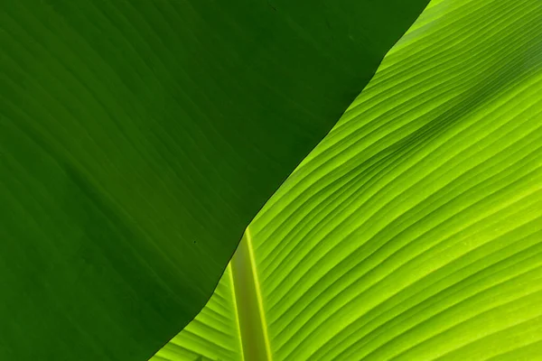 The leaves of the banana tree textured abstract background