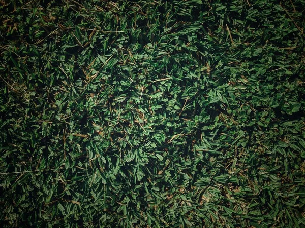 vintage green grass background texture with grunge lighting and lots of copy space. Perfect for sport designs.