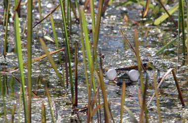 Su birikintisi şarkı kurbağa