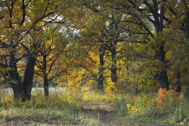 oak Grove güneşli sonbahar günü