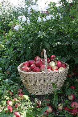  Olgun elmalar sepette