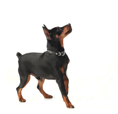 cüce pinscher köpek