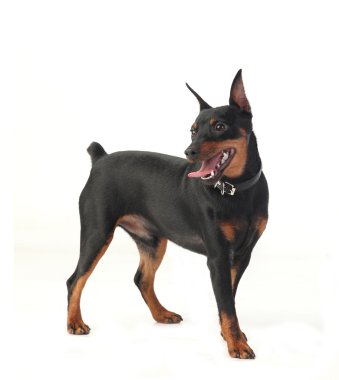cüce pinscher köpek