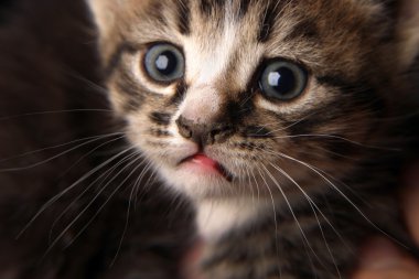 şirin ve akıllı kedi yavrusu