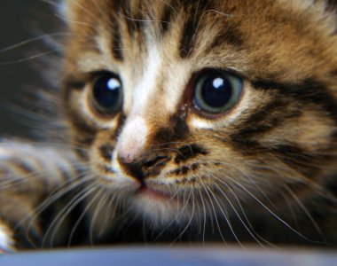 küçük ama çok güzel, sevimli ve akıllı kedi yavrusu