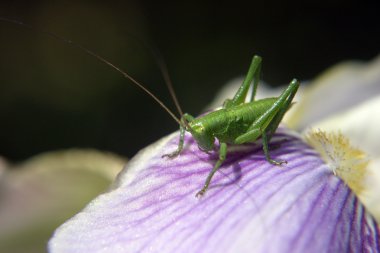 bir çiçek üzerinde oturan çekirge