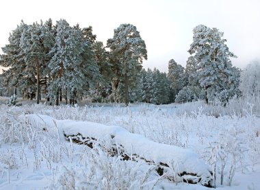 Kış ormanda kar yağışı sonra yürümek