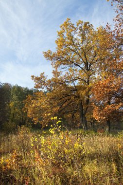 oak Grove güneşli sonbahar günü