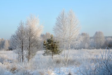 Kış ormanda kar yağışı sonra yürümek