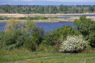 Bahar çiçekli elma ağaçlarının Nehri kıyısında