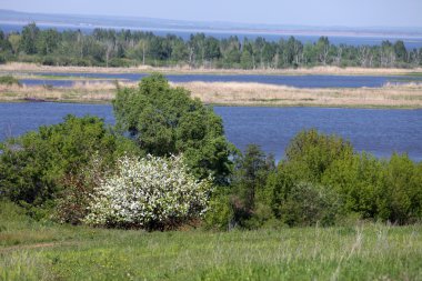 Çiçekli Elma Ağaçları