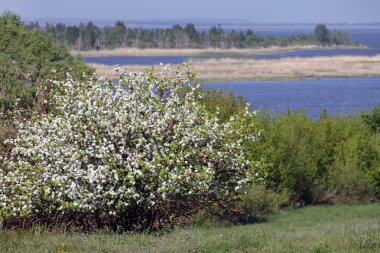 Çiçekli Elma Ağaçları
