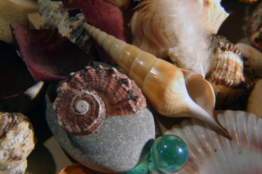 Natürmort taşlar ve kabukları