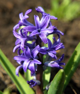 bahçede makro çiçek