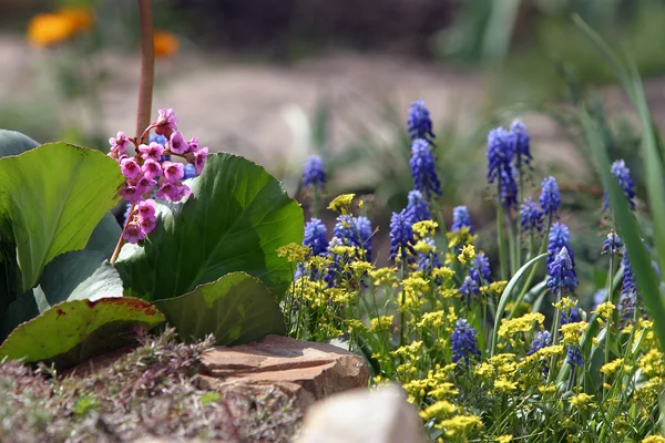 Kwiaty w ogrodzie — Zdjęcie stockowe