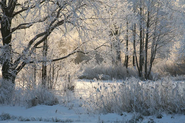 Sonnenaufgang Frostiger Wintermorgen Auf Den Wiesen — Stockfoto