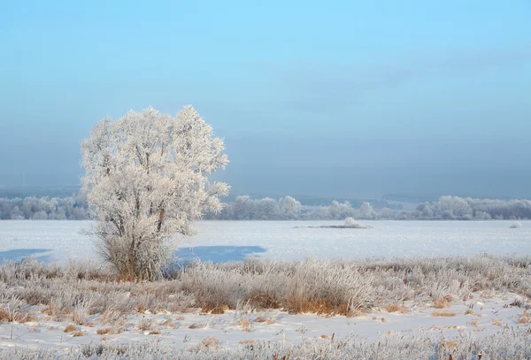 Zonsopgang in de winter — Stockfoto