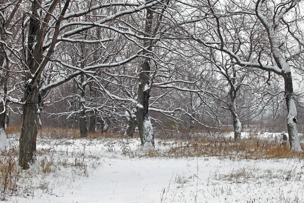 森林中的深秋暴风雪 — 图库照片