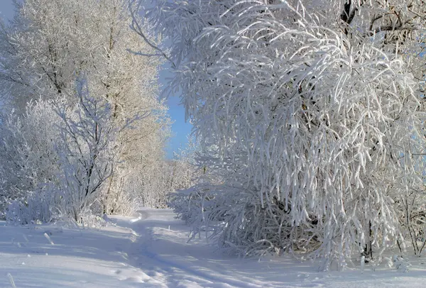 Сонячний Зимовий День Річці Кама — стокове фото