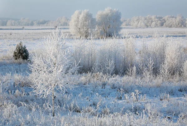 Promenad Vinter Skogen Efter Ett Snöfall — Stockfoto