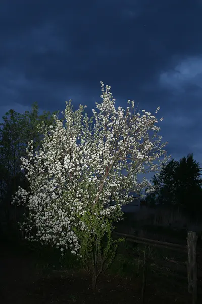 Bahçede Çiçek Açan Elma Ağacı — Stok fotoğraf