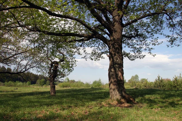 Oak Forest Morning Backlit — Stock Photo, Image