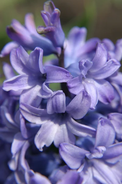 Macro Flores Jardín —  Fotos de Stock