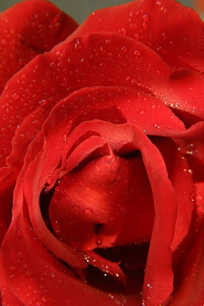 Red flower rose — Stock Photo, Image