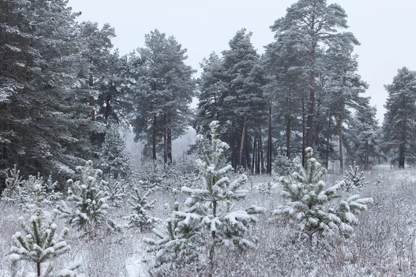 Promenad Vinter Skogen Efter Ett Snöfall — Stockfoto