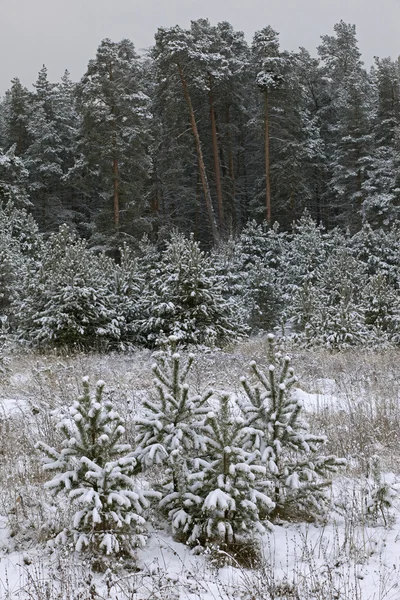 雪が降った後冬の森の中を歩く — ストック写真