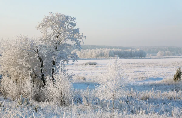 Sunrise Frostig Vintermorgon Ängarna — Stockfoto